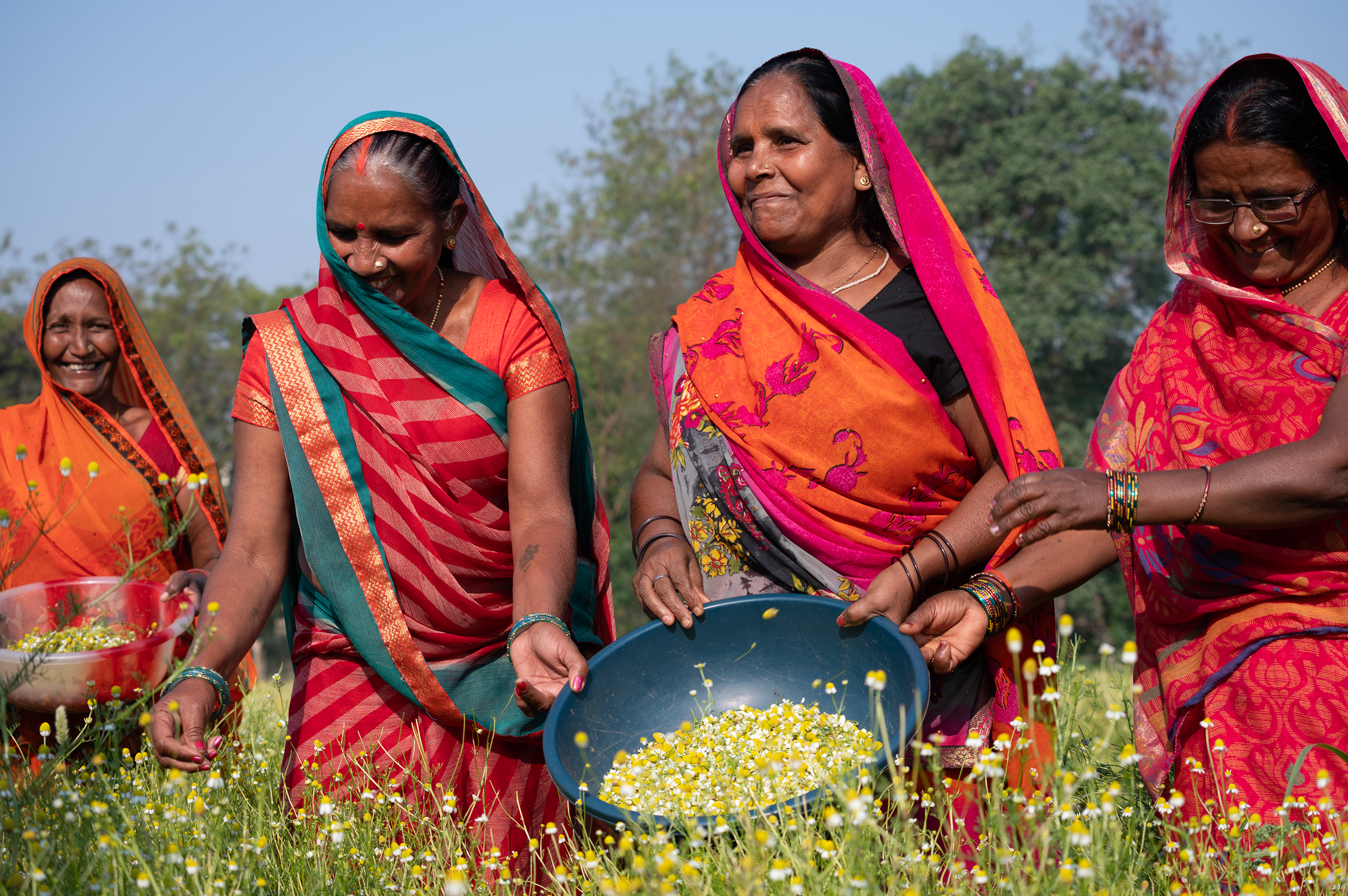 Farmers gathering fresh produce