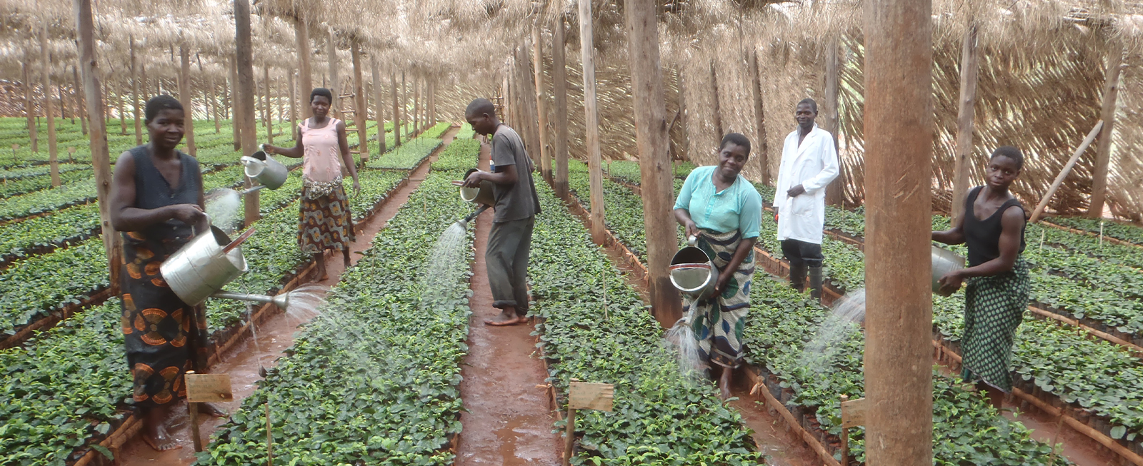 Sustainable agriculture and forestry