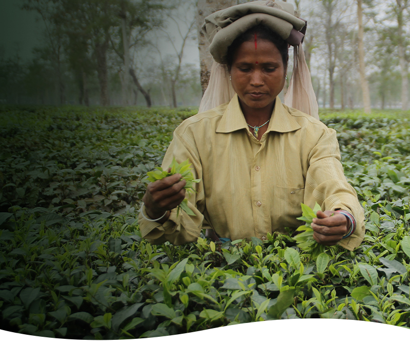 Sustainable better sourcing Mobile Banner